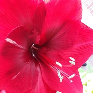 Meet your Posher, Krystal